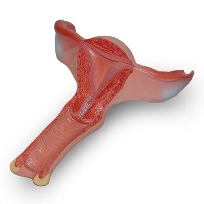 Elite Bags Sexual Education Kit - Polyester - Orange & Green - Sexual kits included